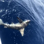 shark fishing deep sea fishing
