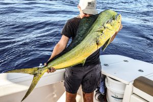 Angler Holding Mahi Mahi Fish